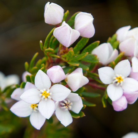 Boronia Floral Absolute Oil 